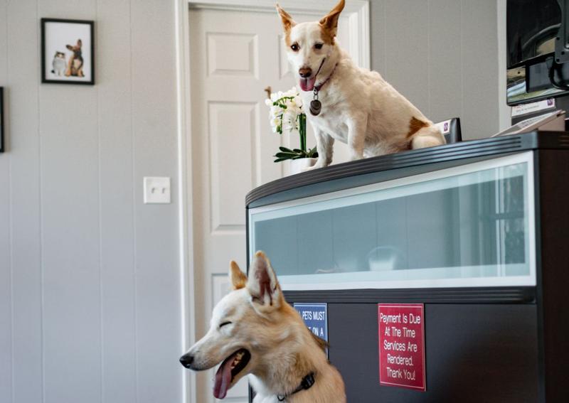 Affordable Pet Care Tulsa veterinarians